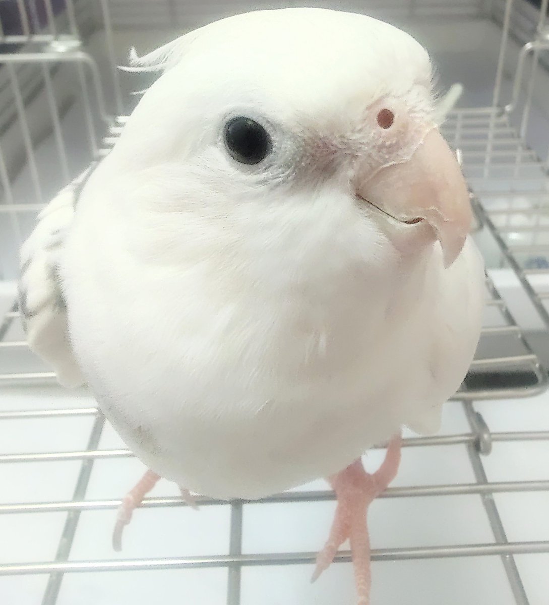 おはようございます🙂今日も晴れて気持ちが良い朝です☀️今日も体調には、お気を付けながら充実した良い１日であります様に🍀😌🍀空共々今日も宜しくお願いします(*^^*)🌷❤️