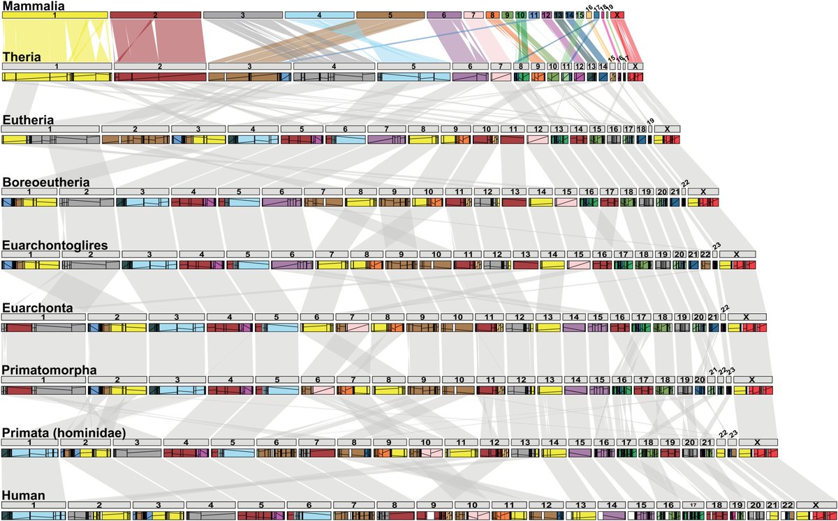 Damas et al. (2022) used mammalian genomes (including from Rock Hyrax) to reconstruct 19 ancestral autosomes &amp; the X chromosome &amp; find synteny (conservation of blocks of gene order) over ∼320 My of vertebrate evolution! #2023MMM pnas.org/doi/full/10.10…