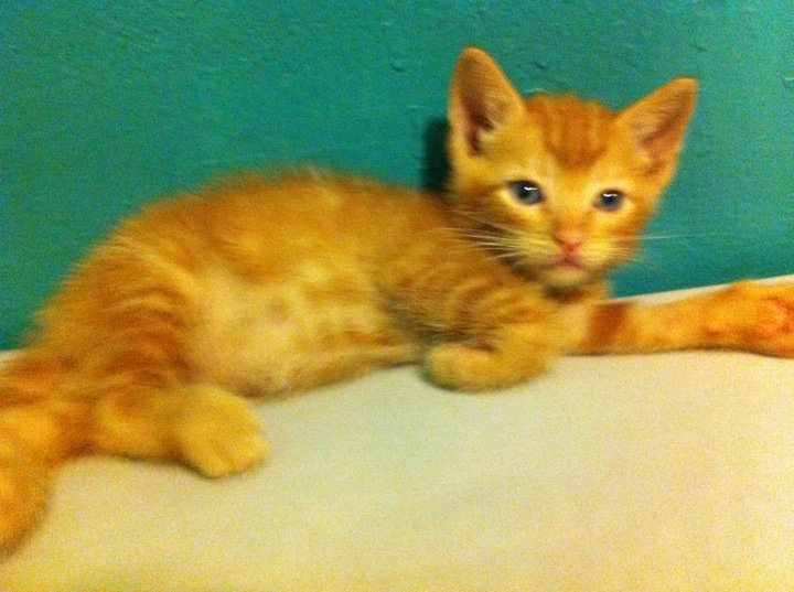 #cute #cat #cats #CatParty #CatsOfTwitter #CatsOnTwitter #catlover #meow #kitten #kitty #ilovecats