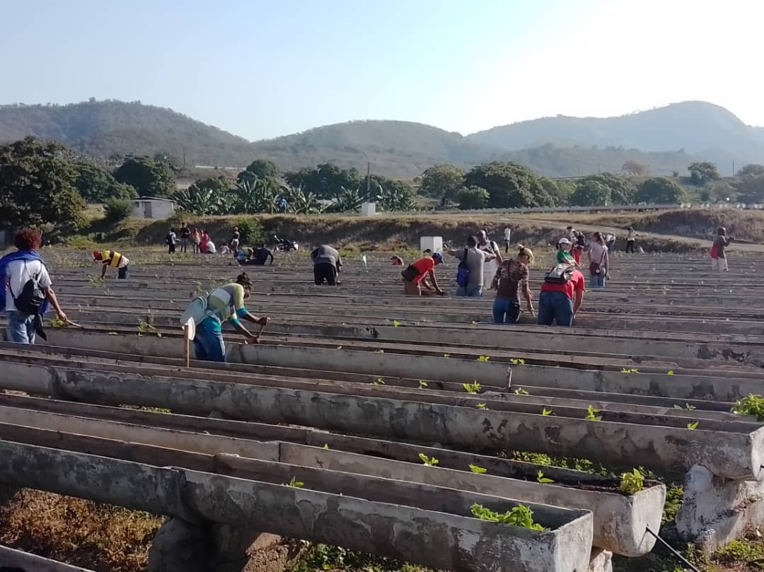 Con tareas productivas los jóvenes festejan el 62 aniversario de la OPJM y el 61 de la UJC,en #SantiagodeCuba los jóvenes son Presente y Futuro de la Patria.