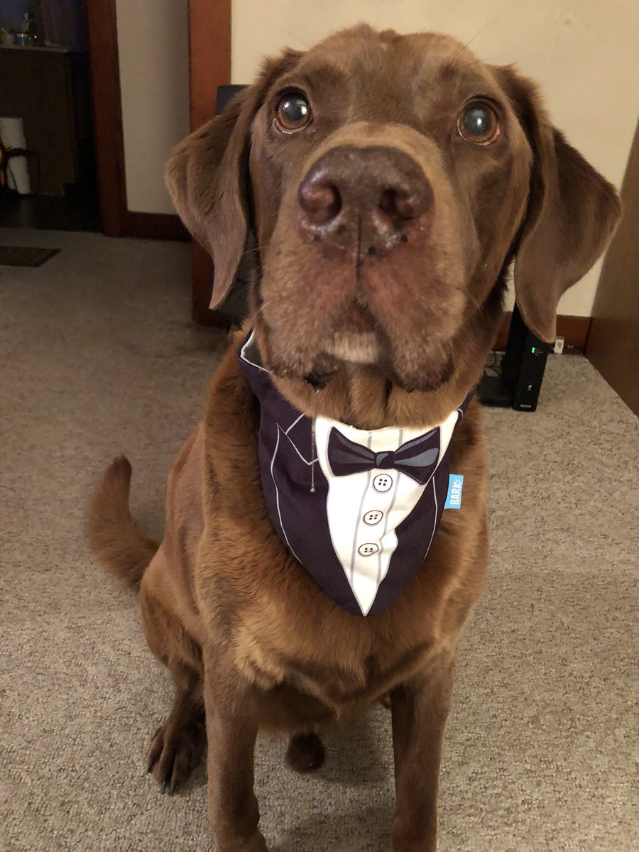 Nurseginn_rn's tweet photo. @TillyandNancy Labs are the best! Here is my Bailey! https://t.co/9xg59IU5Ri