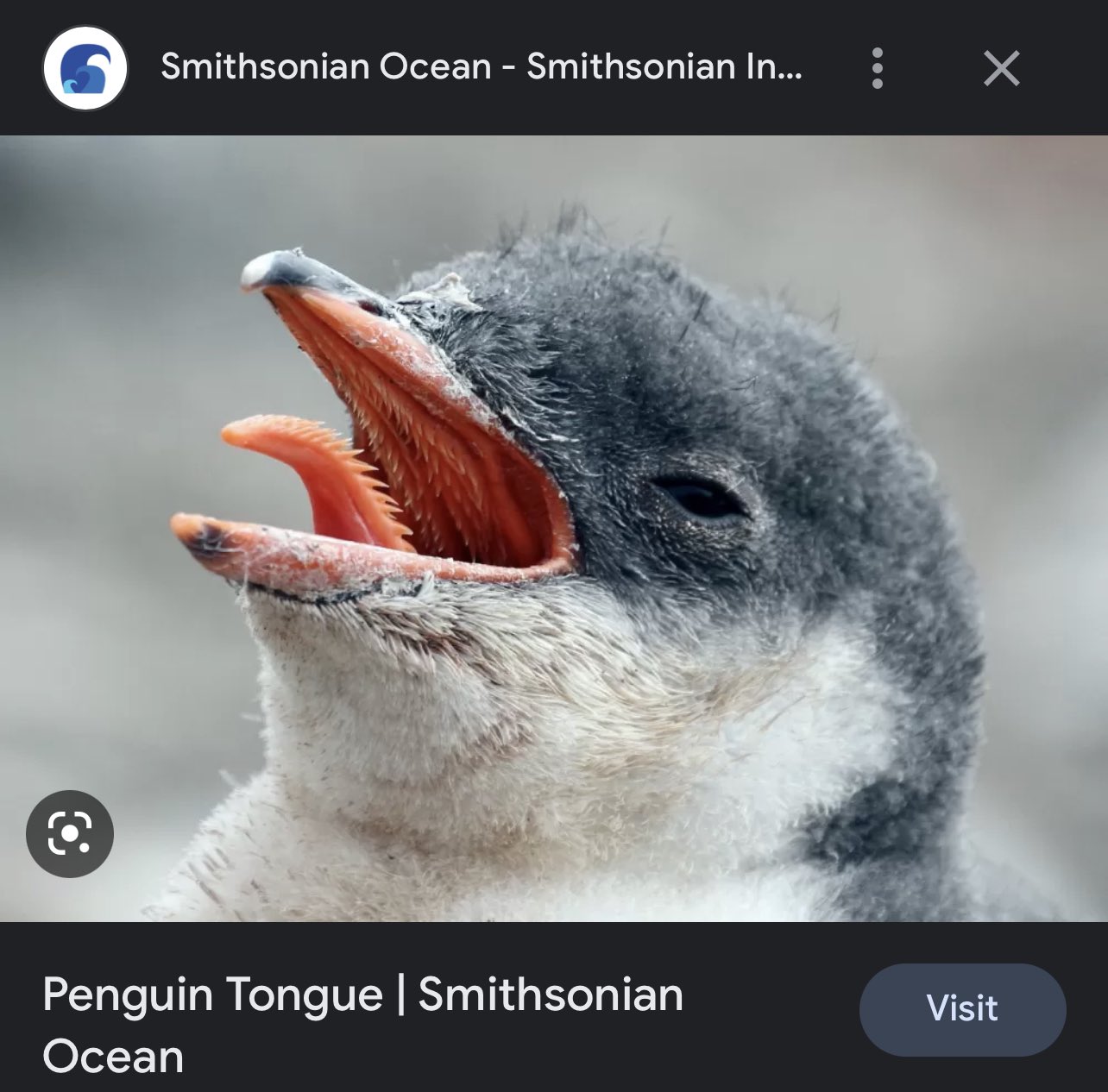 Клюв пингвина