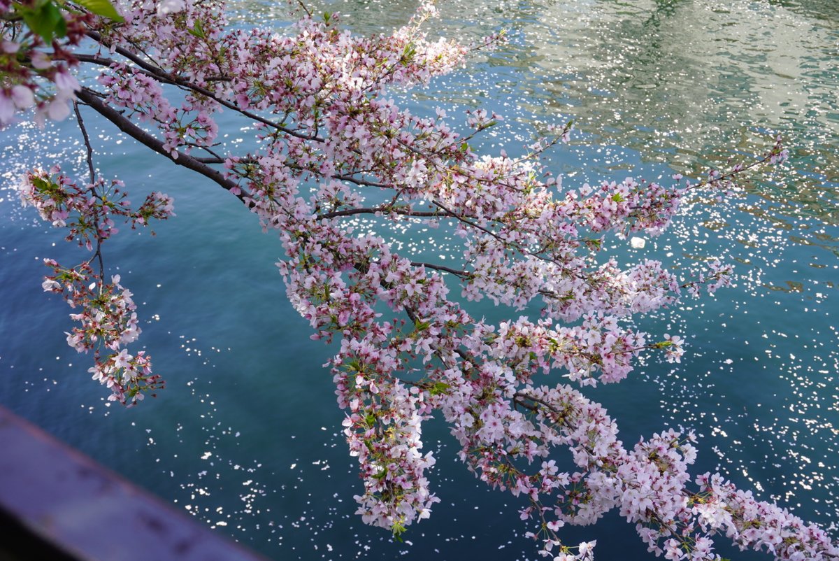 🌸🌸This is now the season for Cherry Blossoms in Japan!🌸🌸