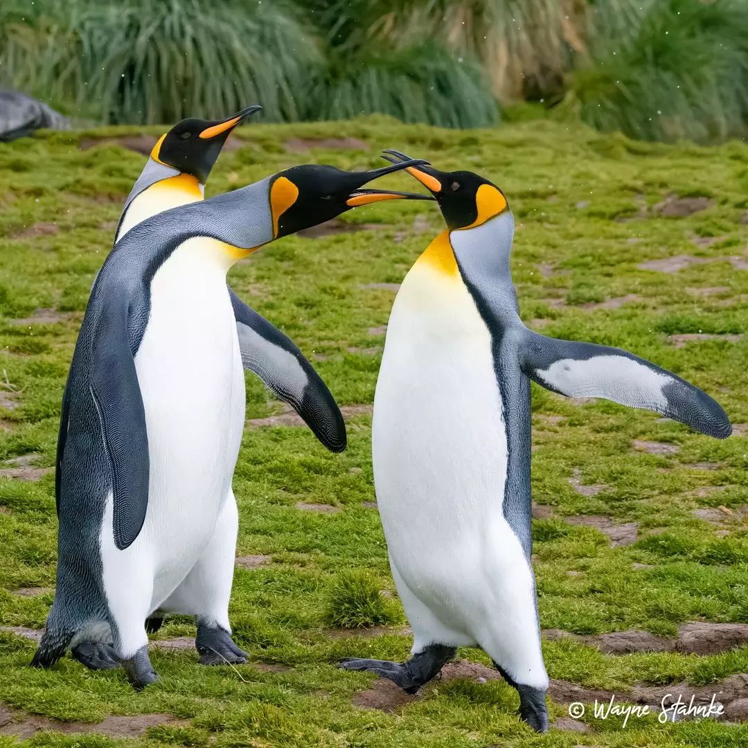 _penguin_lovers's tweet photo. Penguin's fighting.....👊
#penguin #penguinlovers #Penguins #fighting https://t.co/OBGhYaALOj