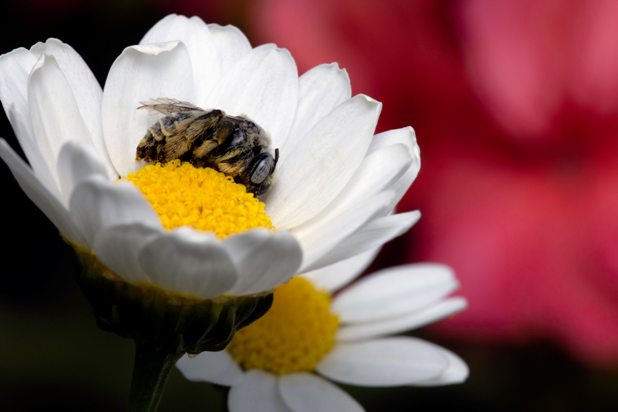 factaboutbees's tweet photo. Do Bees Sleep? Do Bees Sleep In Flowers? https://t.co/npGdRSM62O #bees #beefacts https://t.co/zGT9z1MGD8
