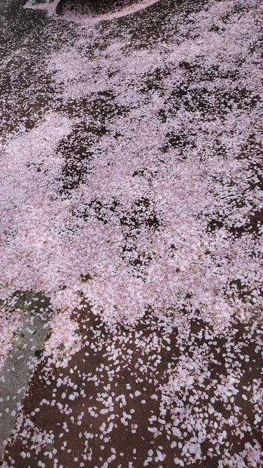 ちりつもさくら 