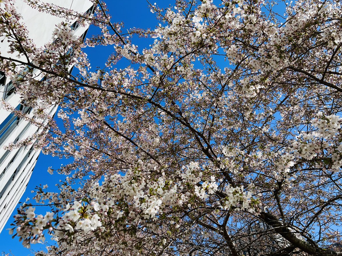 masaruy810's tweet image. Today marked the final day for Dr. Ryuko Kubota’s critical applied linguistics course (LLED 577), which has been AMAZING!
@UBC_LLED #LLED
