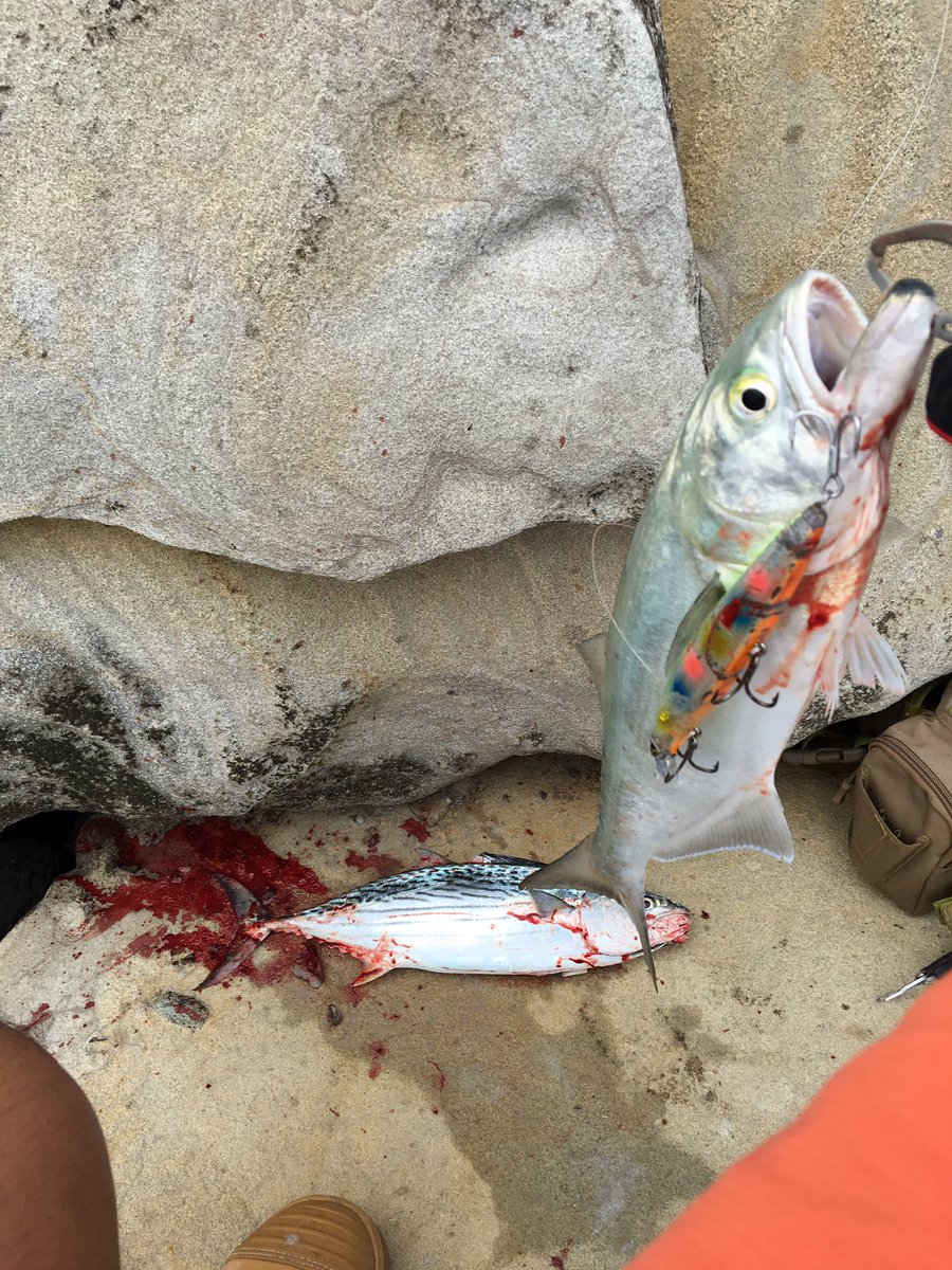 LeoLeoFishing's tweet image. 〆てる時にもしや群れかも！と思ってルアーチェンジして投げたらテイラーだった🤪
#silentassassin