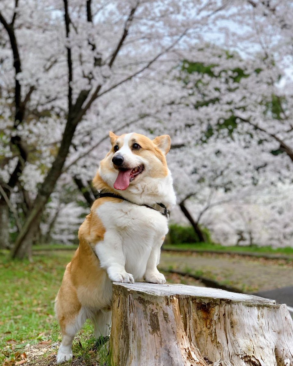 Rate this cuteness out of 10.......🥰
#corgi #corgilovers #CorgiCrew #corgibeachday