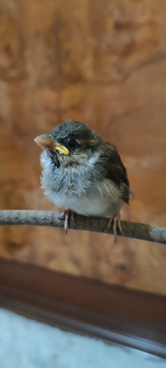 ✨💚Viri sin s💜✨ tweet media