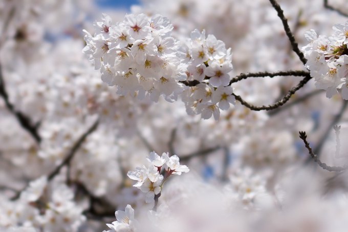 桜!満開!🌸🌸🌸 