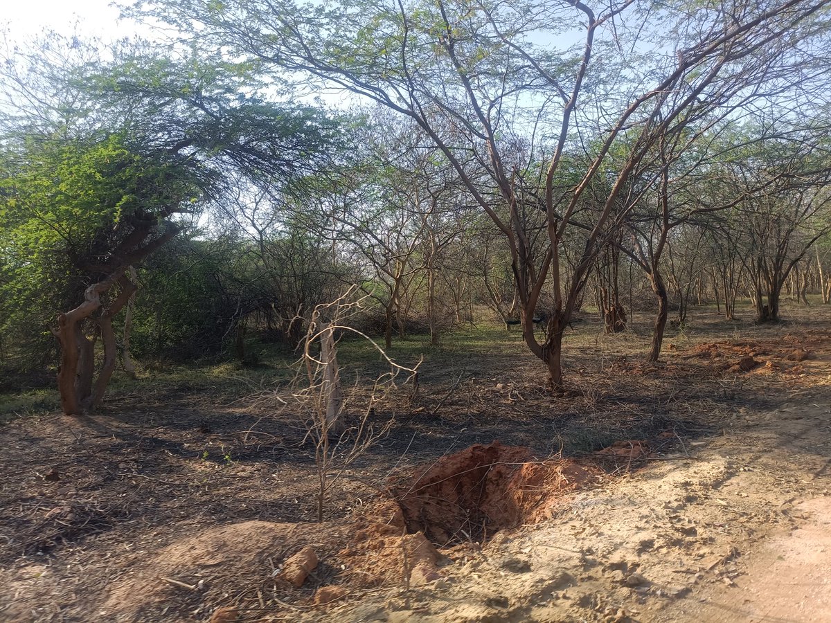 DrBhartiTomar's tweet image. Spot the peacock #docpix #delhi #asolawildlife