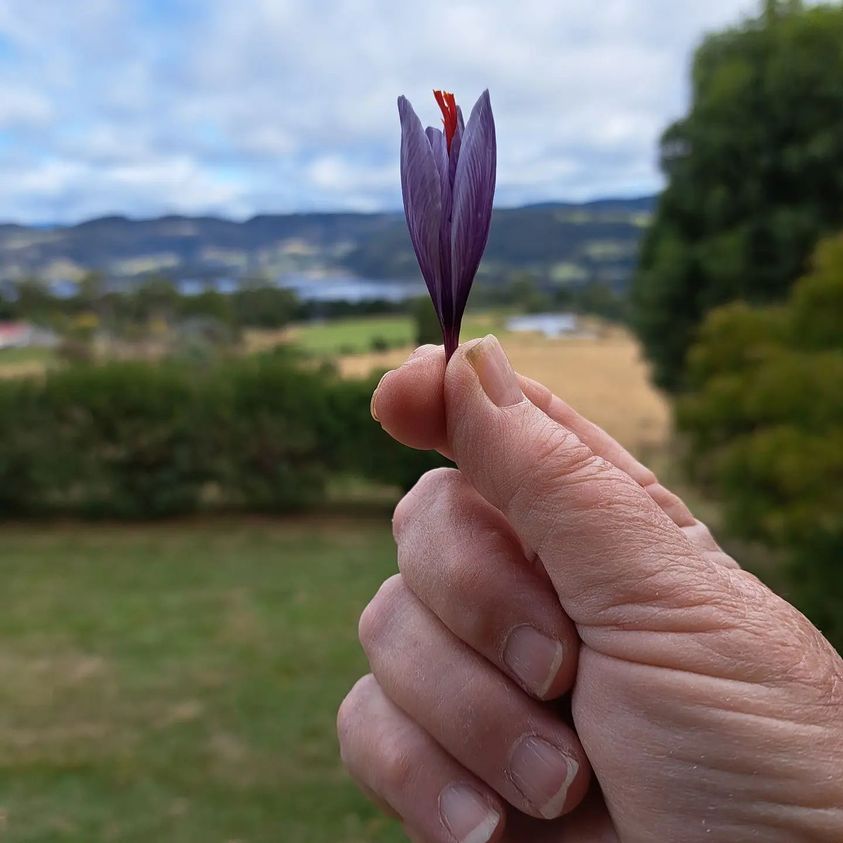 TasSaffron's tweet photo. Our very first saffron flower of the season #harvest #saffron #autumn https://t.co/ZxKlI5dqSo