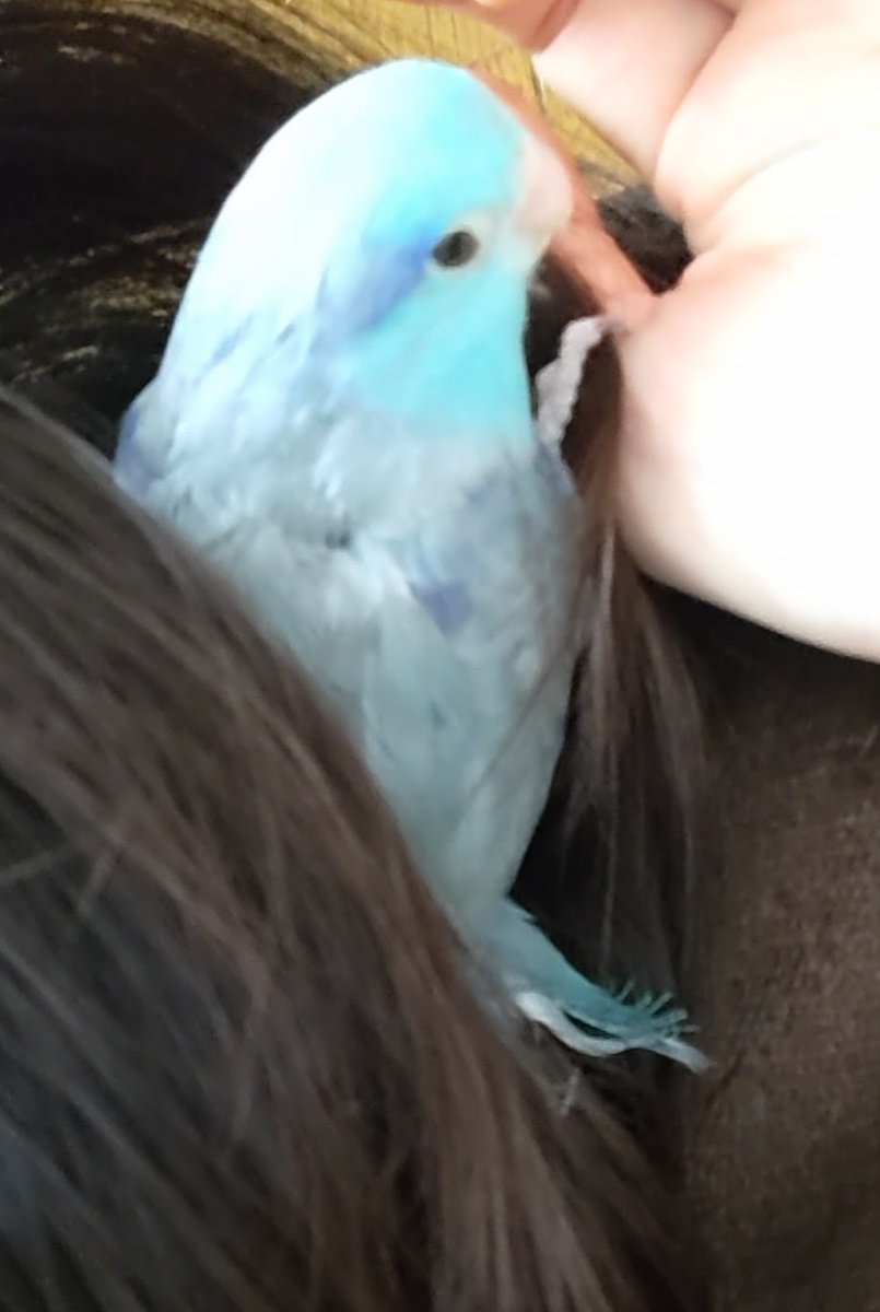 おはようございます🌞

髪の毛のお布団気持ちいいな♫
＃マメルリハ　＃インコ