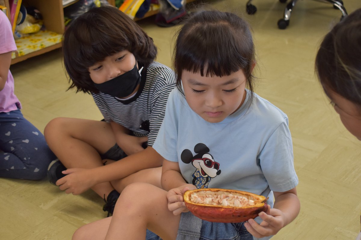 HMSDolphinsNow's tweet image. #ThirdGrade read a story called &quot;Cocoa Ice&quot; by Diana Karter Appelbaum.  A student in one class brought in cocoa pods that grow in her backyard and another class made chocolate ice cream!
#CocoaIce