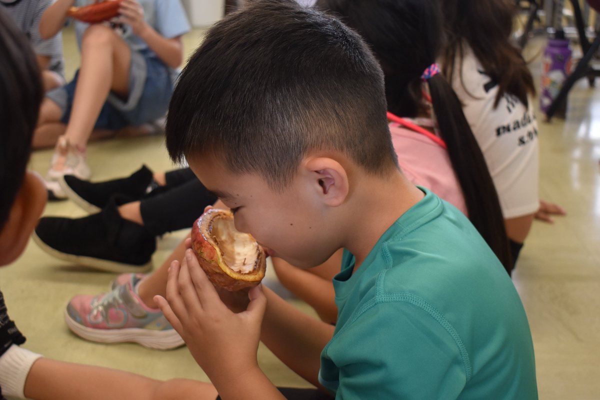HMSDolphinsNow's tweet image. #ThirdGrade read a story called &quot;Cocoa Ice&quot; by Diana Karter Appelbaum.  A student in one class brought in cocoa pods that grow in her backyard and another class made chocolate ice cream!
#CocoaIce