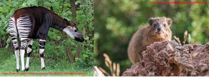 First Up: #MightStripes WINNER OKAPI (Okapi johnstoni) vs. #IttyBittyComebackCity WINNER ROCK HYRAX (Procavia capensis) #2023MMM