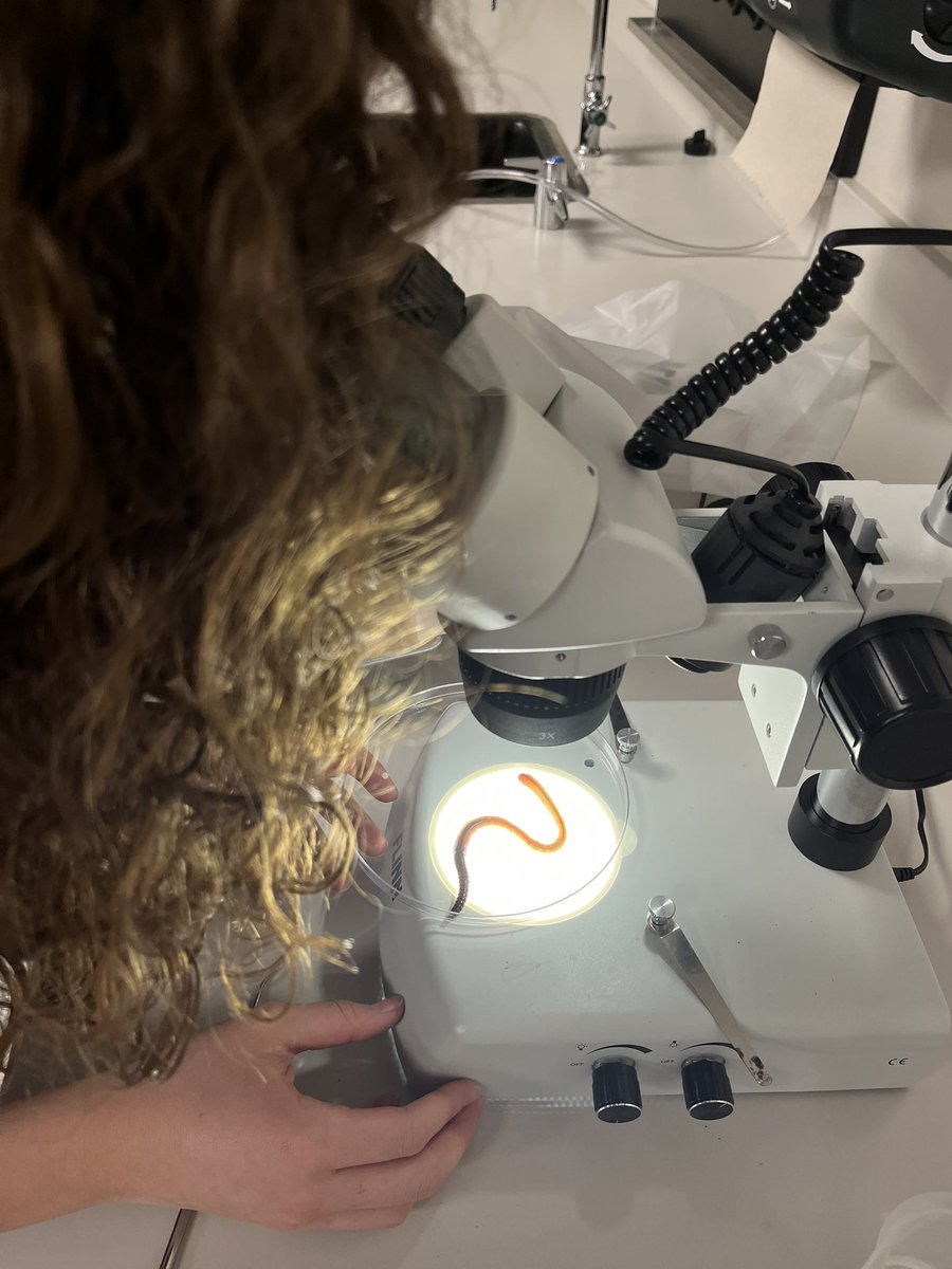 So many kids got to play with earthworms today for the first time! We observed kinesis and taxis  working through ecology. AP exam is coming quick! <a href="/JhsWarriors/">Jordan High School</a> <a href="/SecScienceKISD/">Tina Hovance</a> <a href="/CollegeBoard/">College Board</a> #apbio