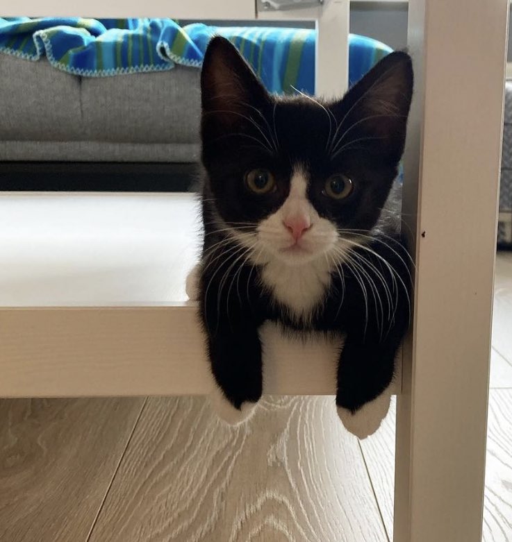 lee know as cats 🐱 (@linoascats) on Twitter photo 