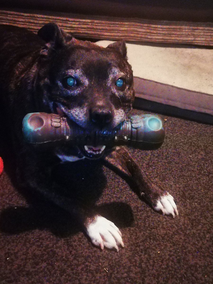 gemmaShort10's tweet photo. 3/04/23, RIP💔 ROXY 😭 you have given me the best 9 years of my life. It's sad and heartbreaking to see you go, but you're no longer in pain, you can now run around with Thai chasing the ball, and my mum's up there with you looking after you both love you lots and miss you lots🌈 https://t.co/TN20Yi63Dp