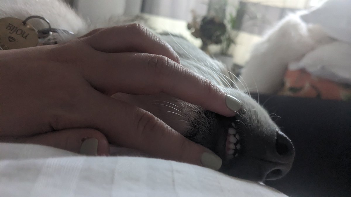 AshEllie27's tweet photo. Extra cheeeeeese🧀 please! 😁 baby doggo getting them adult pearlies in 💕 #youreperfect https://t.co/txddZ2JmmU