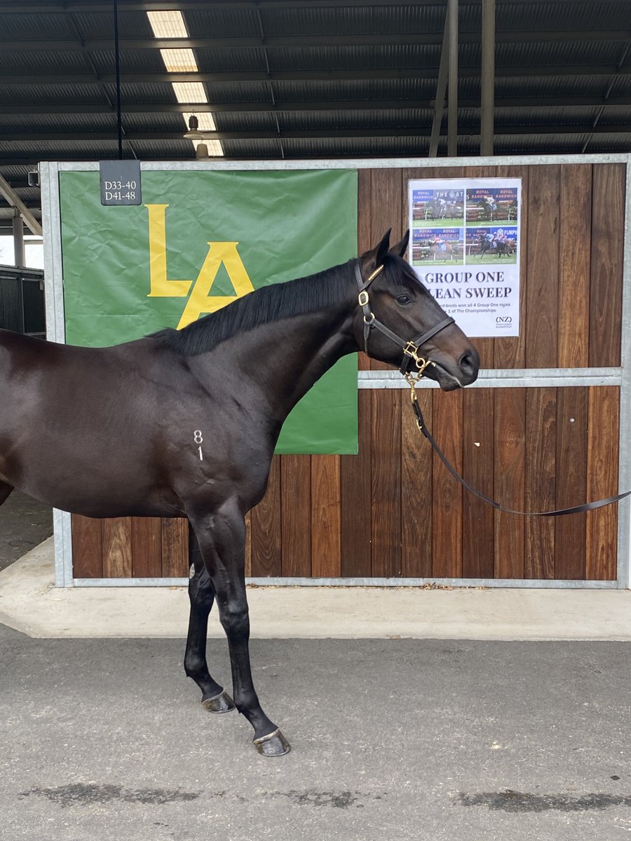 littleavondale's tweet photo. Lot 237 Here we go https://t.co/bqQR0cqUG5