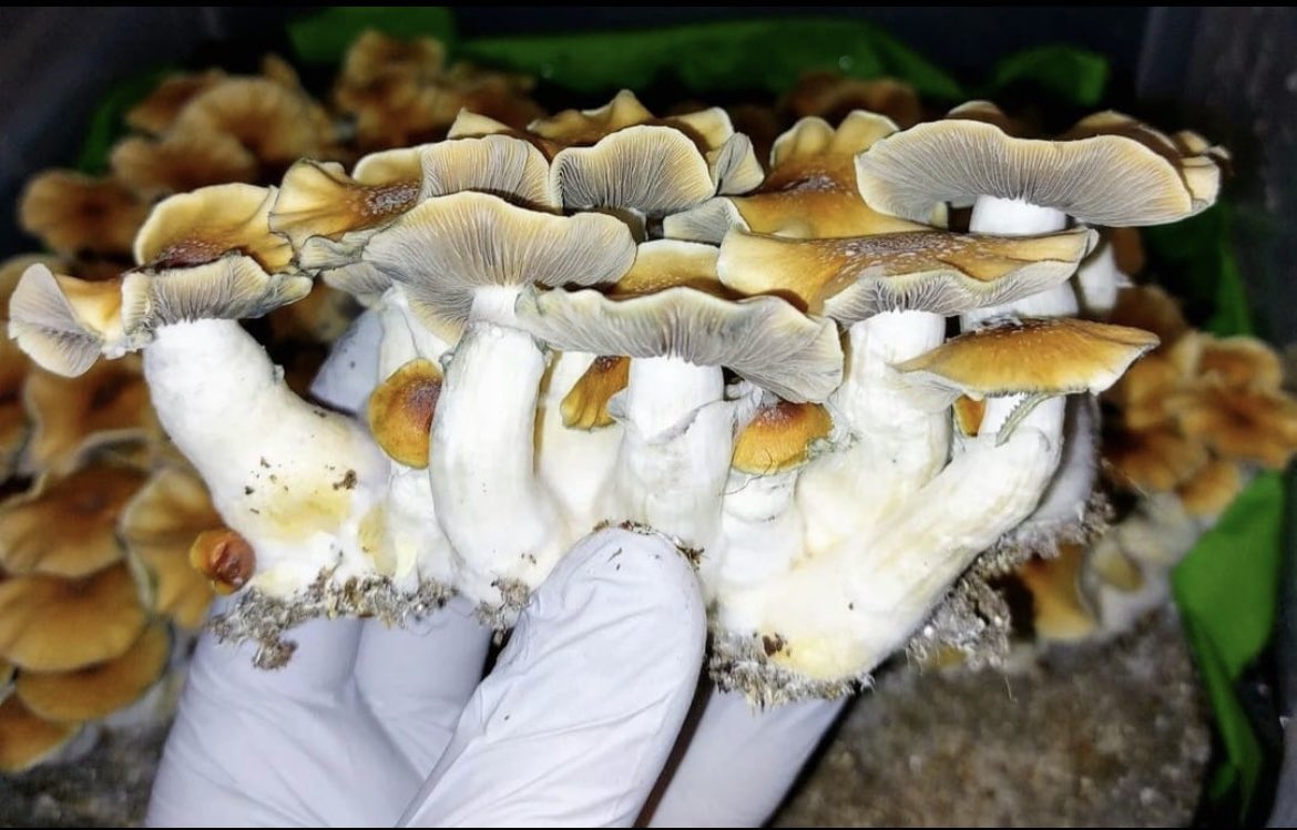 MycoBlu's tweet photo. Exciting new genetics coming! Our next offerings promise to be some of the rarest species and genetics on the planet! 🌏 
These will be available in the coming months so stay tuned 🤘🍄🤘
#mushrooms #mycology #microdosing https://t.co/g62cx1NT8P