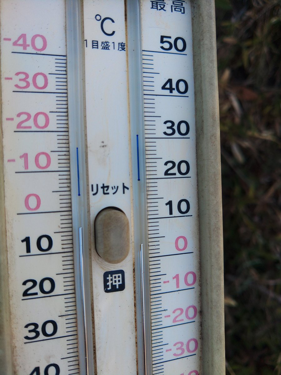 紅枝垂れ桜5分咲き～８分咲き、
これからが見頃です。
ただ今朝は－4℃、白モクレンは終了です。
#ムトーフラワーパーク
#武藤園芸
#しだれ桜 
#オープンガーデン二本松
#これから見頃
#霜
#二本松の桜
#二本松市