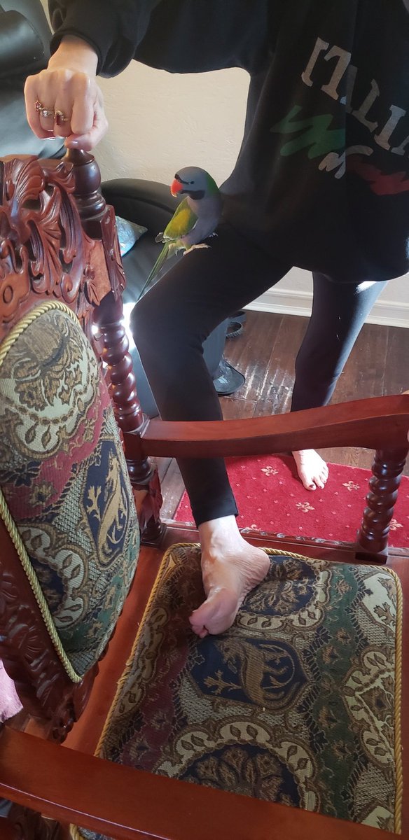 ElyseAshton1's tweet photo. #Momo being my personal trainer. #ClassicalStretch #Essentrics @Essentricswkt #Barrework #Parrot #birb #derbyanparrot https://t.co/XhynoAv6Pv