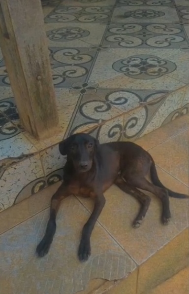 🐾Mi*Lú (@miativista) on Twitter photo SP- Santos e região,como nossa querida <a href="/TataMoraissp/">Tata Morais - Adote um animal adulto!</a> tá impedida de usar o twitter dela ela pediu para postar esse caso.Por favor compartilhem para esse anjinho fofo conseguir um lar.
Vou colocar no twitter abaixo um vídeo dele para vocês se apaixonarem pelo olharzinho dele,rs SP- Santos e região,como nossa querida <a href="/TataMoraissp/">Tata Morais - Adote um animal adulto!</a> tá impedida de usar o twitter dela ela pediu para postar esse caso.Por favor compartilhem para esse anjinho fofo conseguir um lar.
Vou colocar no twitter abaixo um vídeo dele para vocês se apaixonarem pelo olharzinho dele,rs