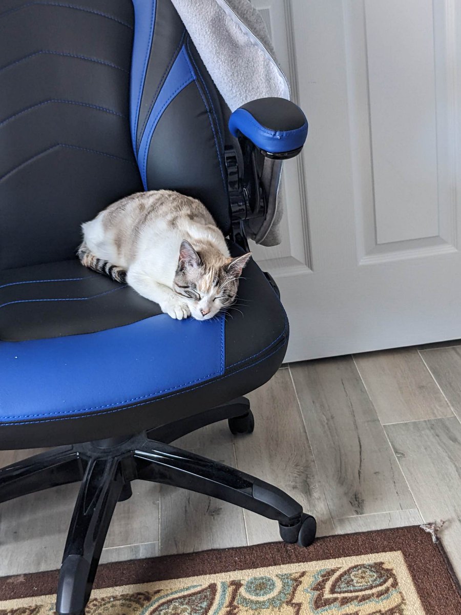SomeOtherMikey's tweet photo. @medus4_cdc @IanColdwater My kitten went from pure white to darker colors in the past 6 months. She's still got more to go, i'm sure. They told us to expect that with her so I think it's not that uncommon. https://t.co/ZJjH5rMww4