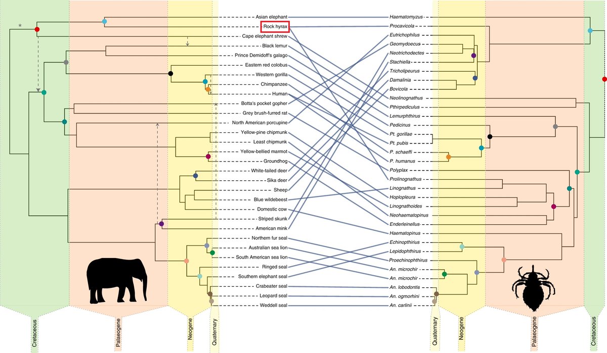 Ah ectoparasites! Johnson et al (2022) analyzed lice genome data &amp; suggest that the common ancestor of elephants, elephant shrews &amp; hyraxes was the 1st mammal host while other mammals got them via host switching (thanks!) #2023MMM #RIP nature.com/articles/s4155…