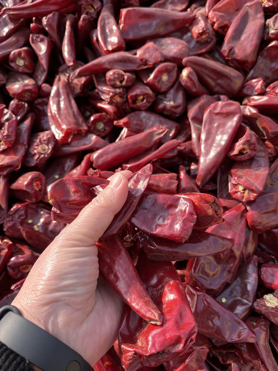 Spice up your life with #redchilli! This fiery ingredient not only adds a kick to your meals, but also boasts a range of health benefits like boosting metabolism, aiding digestion, and reducing inflammation. 🌶️🔥 #healthyfood #nutrition #spicylove'