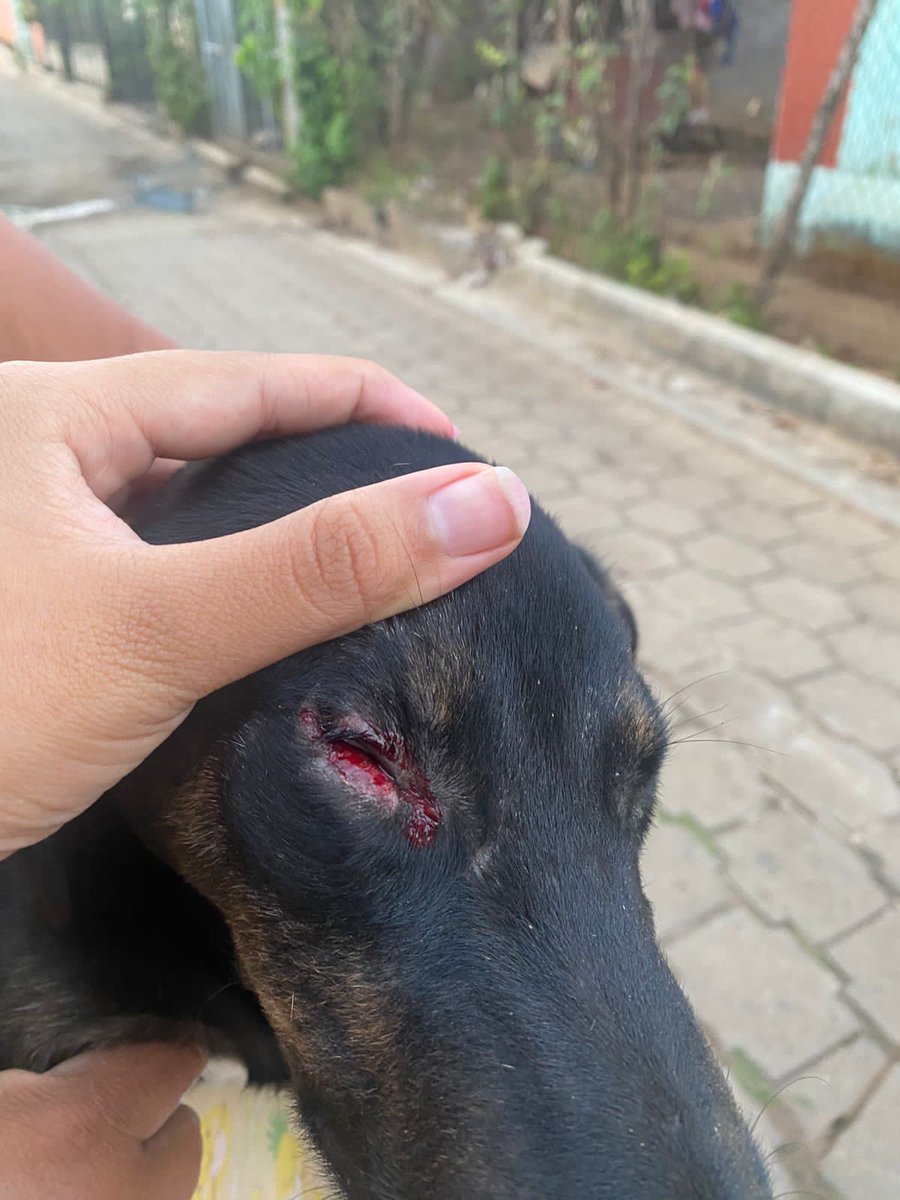 v_lopez02's tweet photo. @ibaelsalvador @AMCuscatancingo @ibaelsalvador ayúdennos con este caso, mi amiga ha rescatado unos perrito de la calle y una vecina le saco un ojo,  la señora es un peligro porque tiene un perrito que lo maltrata horriblemente, el caso es en Mercedes Umaña, Usulután https://t.co/sKMQo0IDaM
