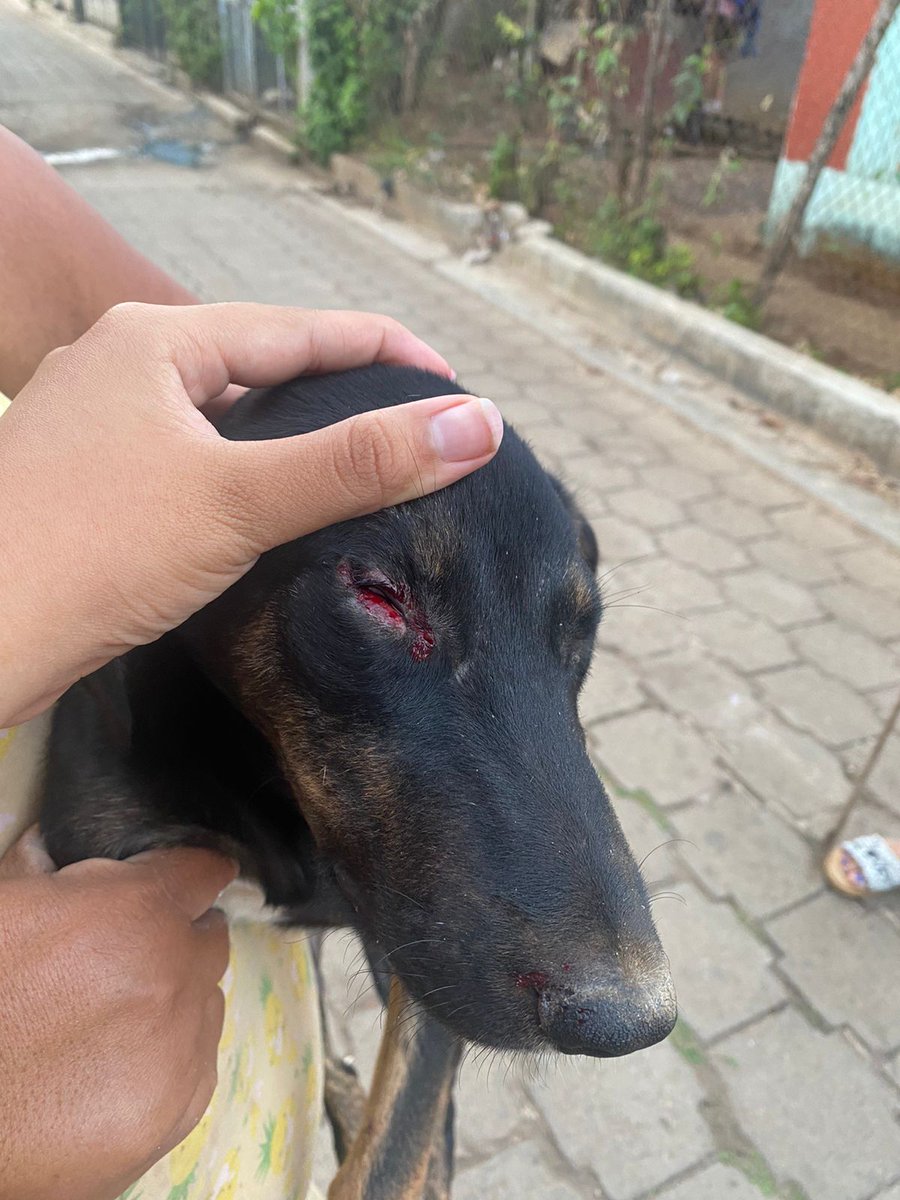 v_lopez02's tweet photo. @ibaelsalvador @AMCuscatancingo @ibaelsalvador ayúdennos con este caso, mi amiga ha rescatado unos perrito de la calle y una vecina le saco un ojo,  la señora es un peligro porque tiene un perrito que lo maltrata horriblemente, el caso es en Mercedes Umaña, Usulután https://t.co/sKMQo0IDaM