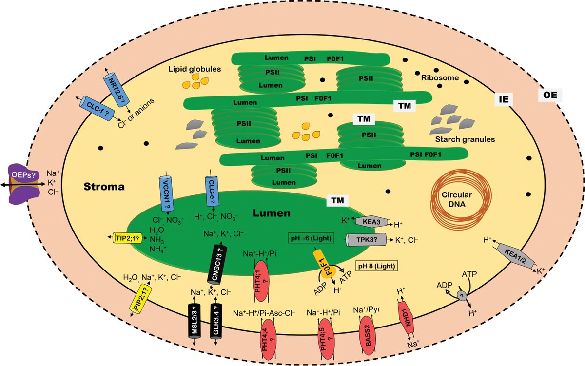JayBose81's tweet photo. Want to contribute to global food security? Join @westernsydneyu and @arc_gov_au Future Fellow to uncover the secret behind the salt tolerance of naturally salt-loving plants, with a focus on chloroplasts. Please apply for #PhD #scholarship  https://t.co/jelDdeYHwl by 30 April https://t.co/MbcBDdzvOu