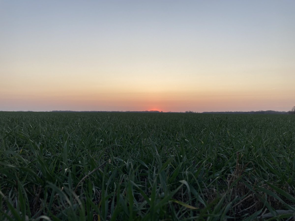 #wheat field evening