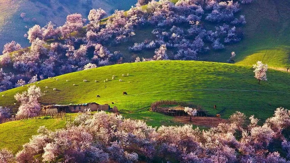 jxlvyou's tweet photo. Amazing bloosom in China https://t.co/P4xAqUT4Vb
