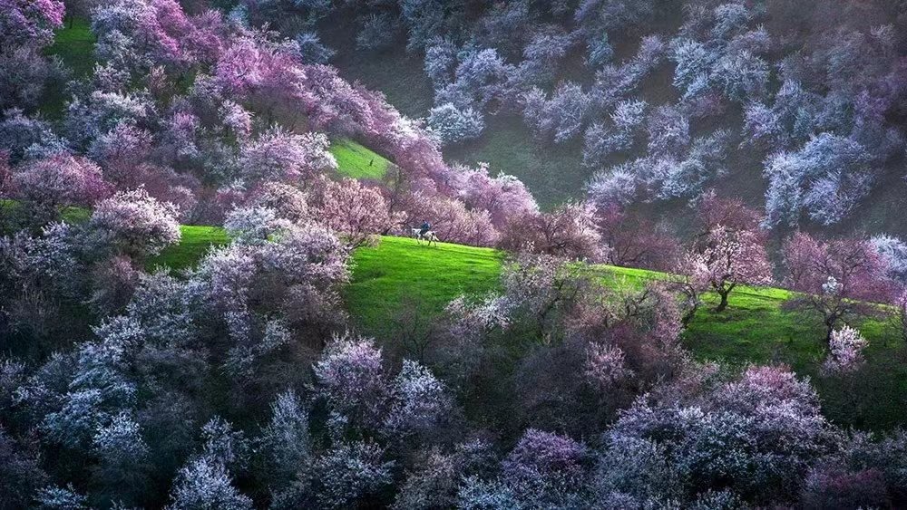 jxlvyou's tweet photo. Amazing bloosom in China https://t.co/P4xAqUT4Vb