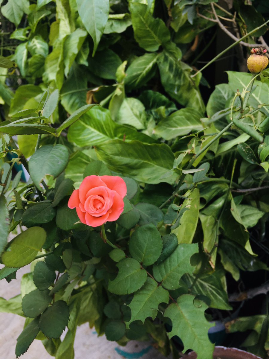 Akfa345's tweet photo. Ramzan Days♥️🌸 #pinkflower #nature #NatureBeauty #rose #ramzanvibes #FLOWER https://t.co/XSTo22e3Vp