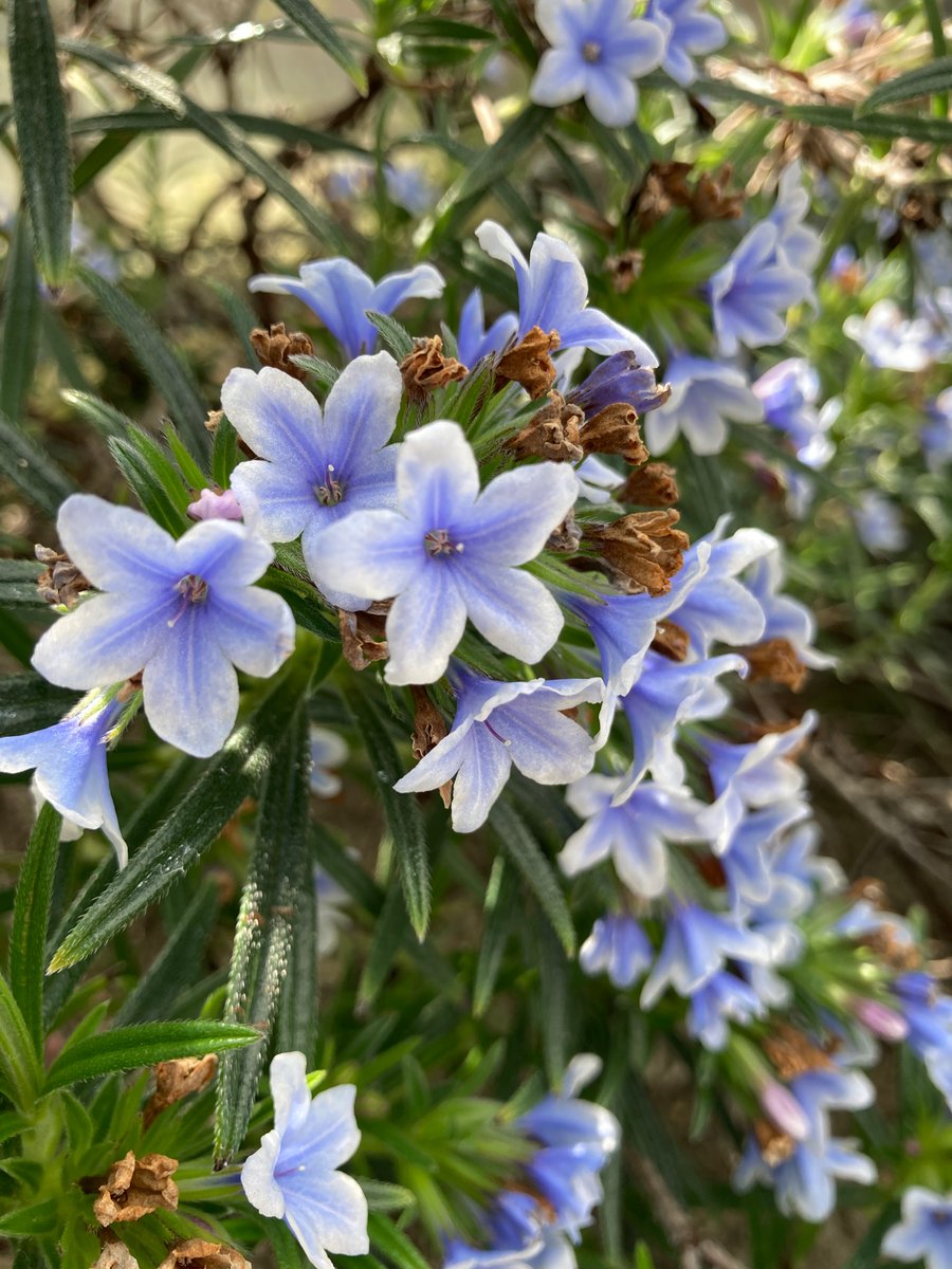 Ann Margaret Lyons tweet media