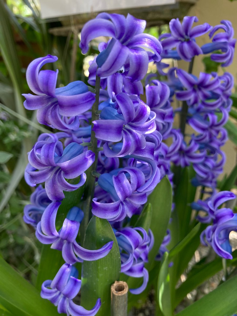 Ann Margaret Lyons tweet media