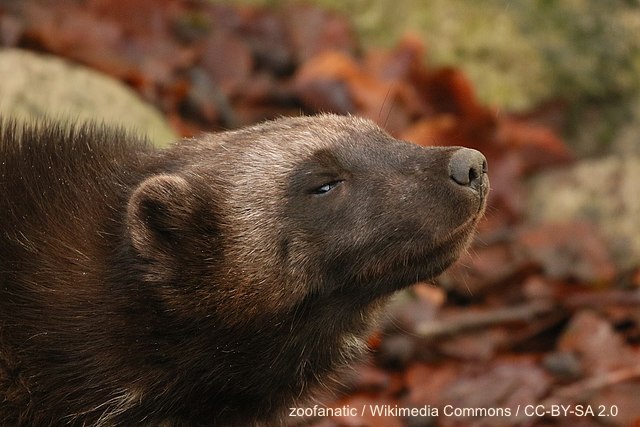 Wolverine stands wounded, blood dripping from the talon punctures in his hide, as he watches the Golden Eagle depart the field of battle! #2023MMM