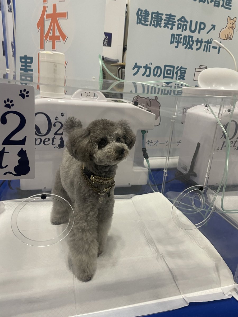 O2pet アクリルペット用酸素ケージ 楽天市場】オーツーペット ペット 酸素室 酸素濃縮器 専用ケージ