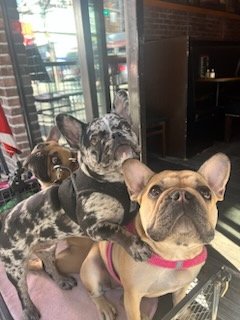 'Treats please!' 😍😅💖🥰😆❤️
#princessjasmin #missmila #Stout #frenchbulldogs