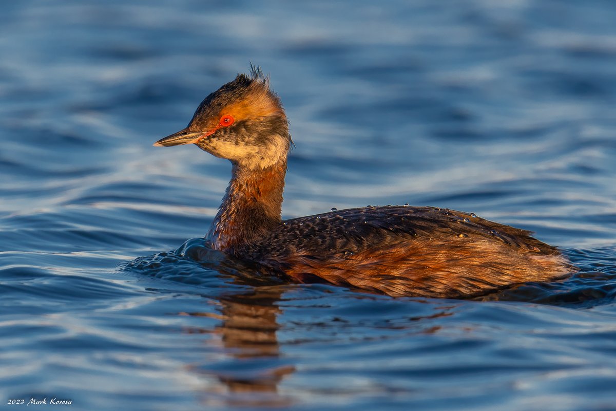 Image_Czar's tweet photo. Some recent birds from the Palos sloughs of the Cook County Forest Preserve.
Wood Duck
Horned Grebe
Common Merganser (Female)
Hooded Merganser https://t.co/kTH9Rw77JJ