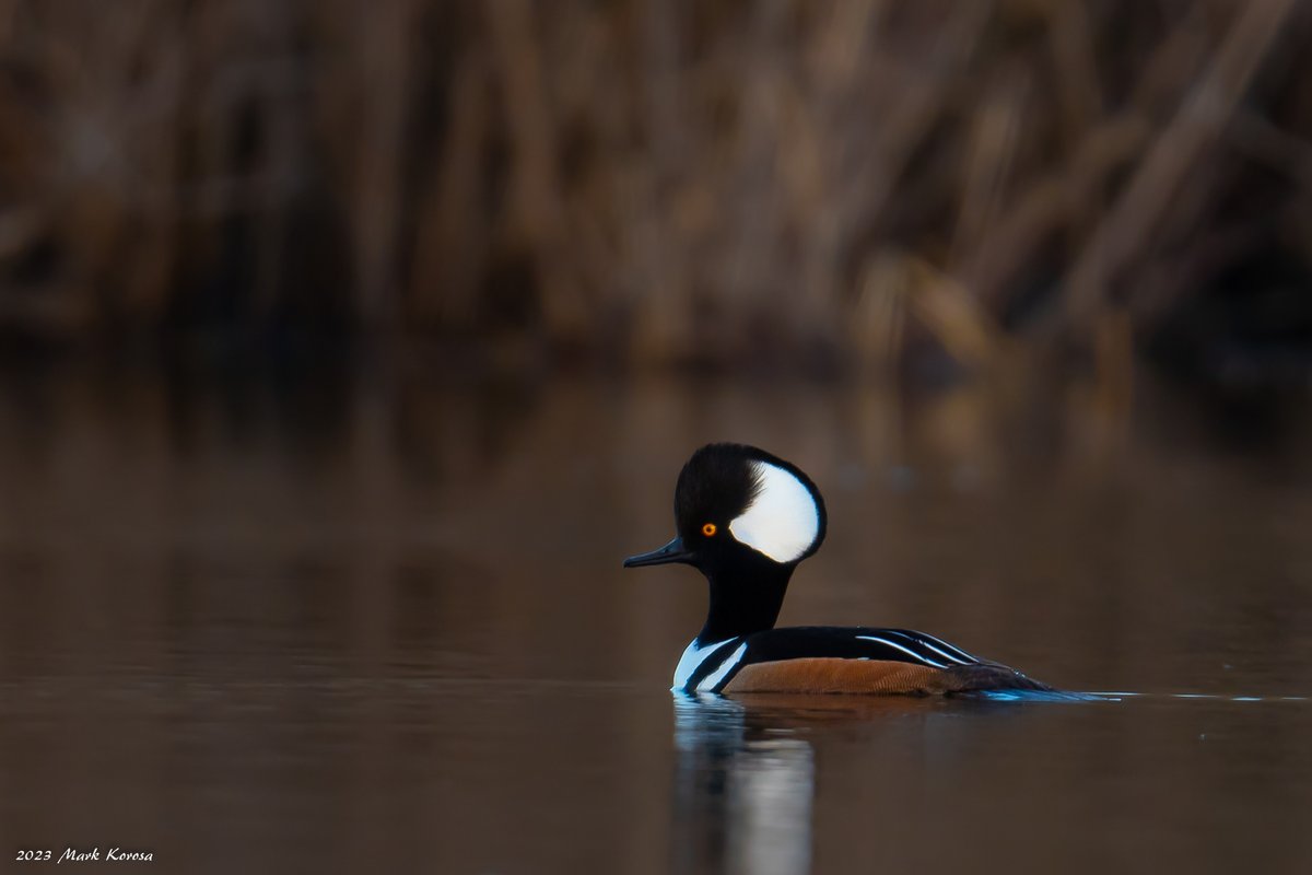 Some recent birds from the Palos sloughs of the Cook County Forest Preserve.
Wood Duck
Horned Grebe
Common Merganser (Female)
Hooded Merganser