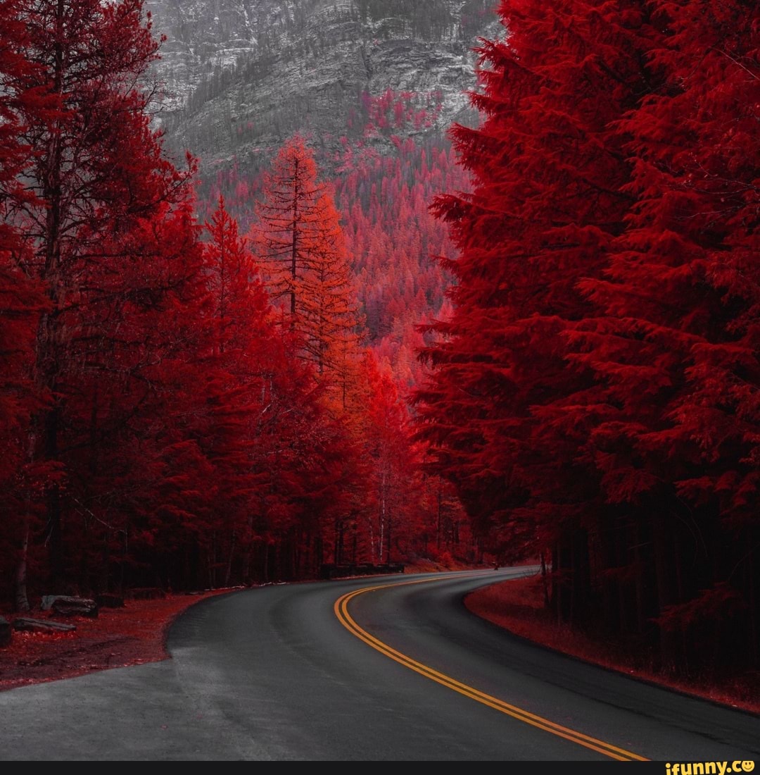 corey90678032's tweet photo. For those of you who want the full picture of my background here ya go
#beautiful #Scenery #BeautifulWorld #red #road #redtrees #trees #mountains #youtube #twitch #lovely https://t.co/uh8lYDrXRM