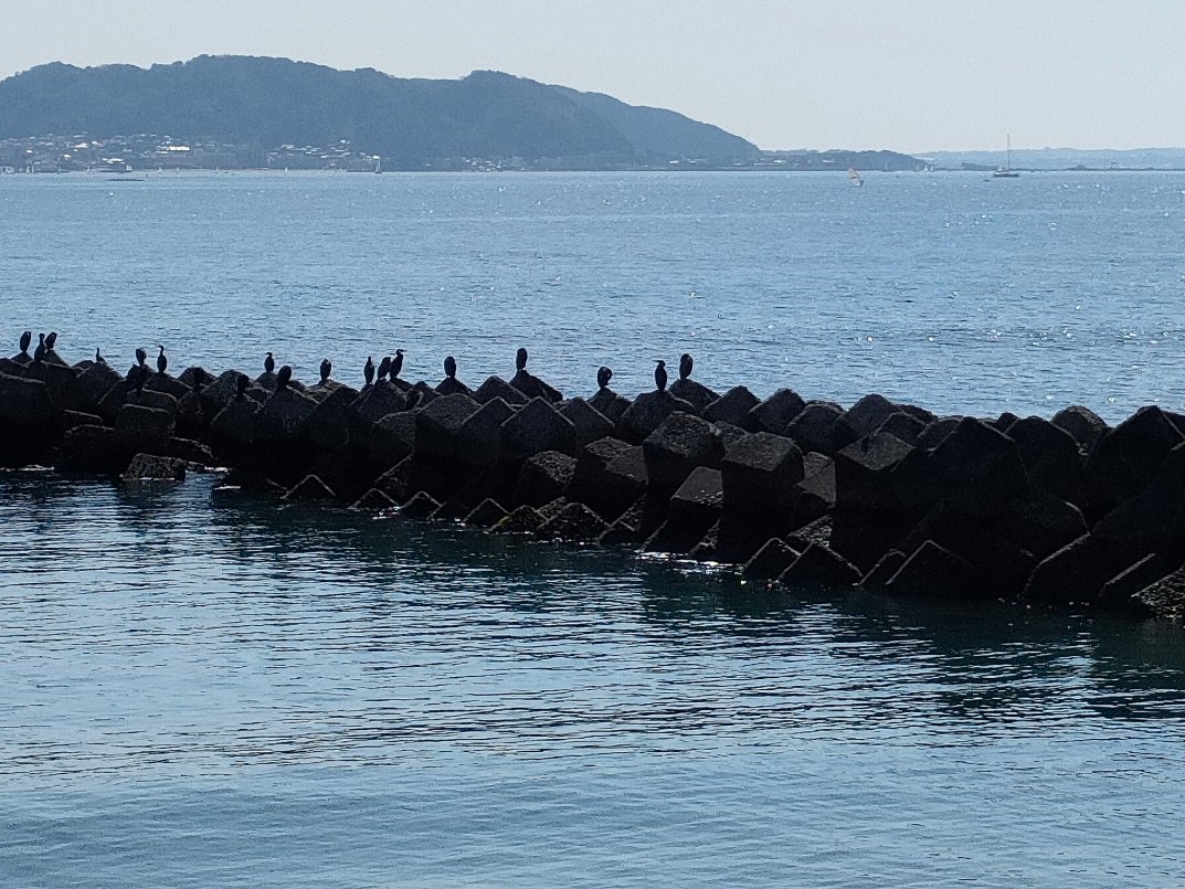 MbAnimal's tweet photo. 鳥たちの集い（＠鎌倉の海岸） https://t.co/aDVYGyog0b
