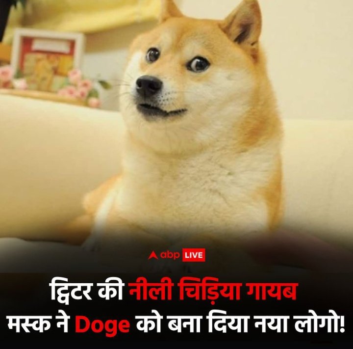 StudentUttar's tweet photo. Cheems Bhaai #DOGE https://t.co/lKrWocDJ2K